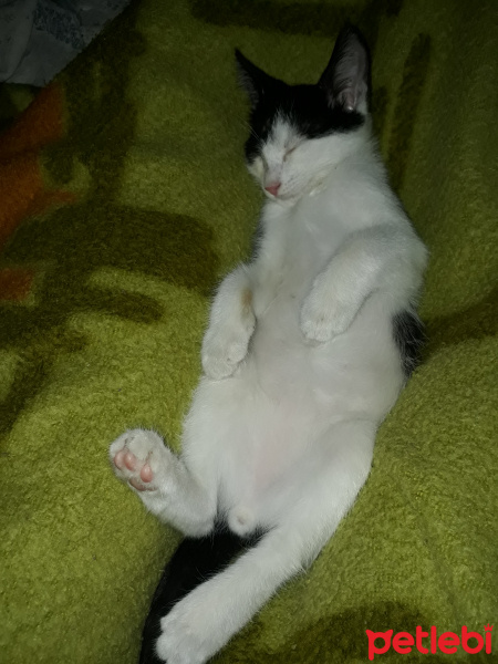 Tekir Kedi, Kedi  Dobby fotoğrafı