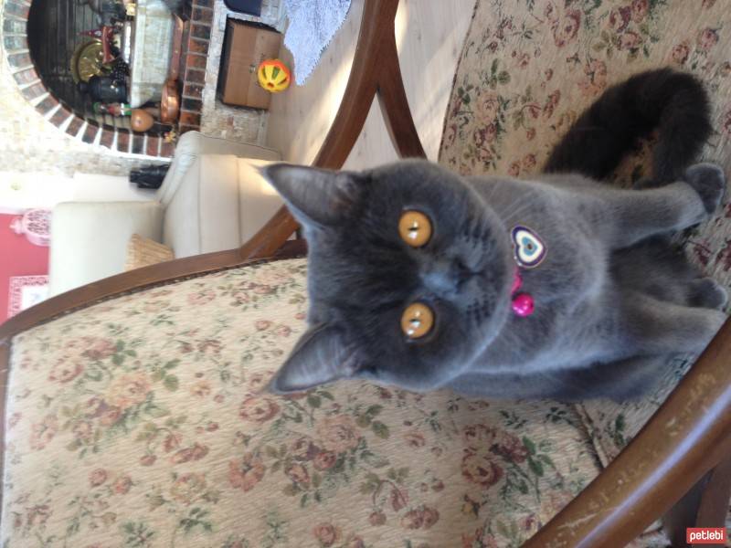 British Shorthair, Kedi  Çakıl fotoğrafı