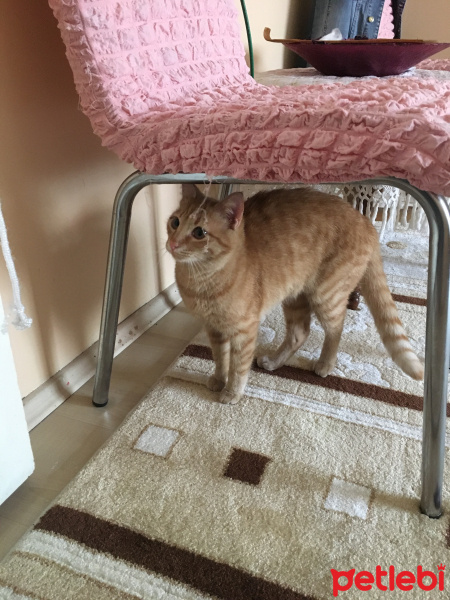 Tekir Kedi, Kedi  Pamuk fotoğrafı