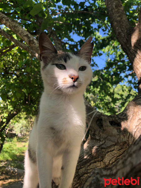 Van Kedisi, Kedi  Pıtır fotoğrafı