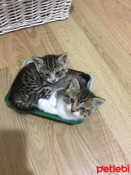 Sarman, Kedi  İsmi belli değildir fotoğrafı