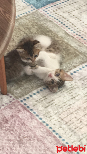 Sarman, Kedi  İsmi belli değildir fotoğrafı