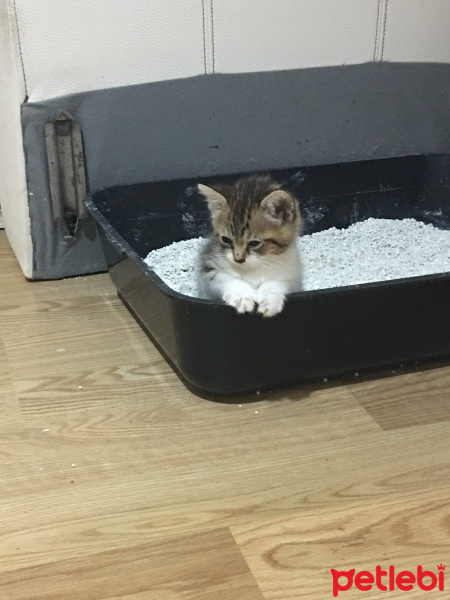 Sarman, Kedi  İsmi belli değildir fotoğrafı