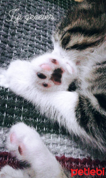 Tekir Kedi, Kedi  Müzeyyen fotoğrafı