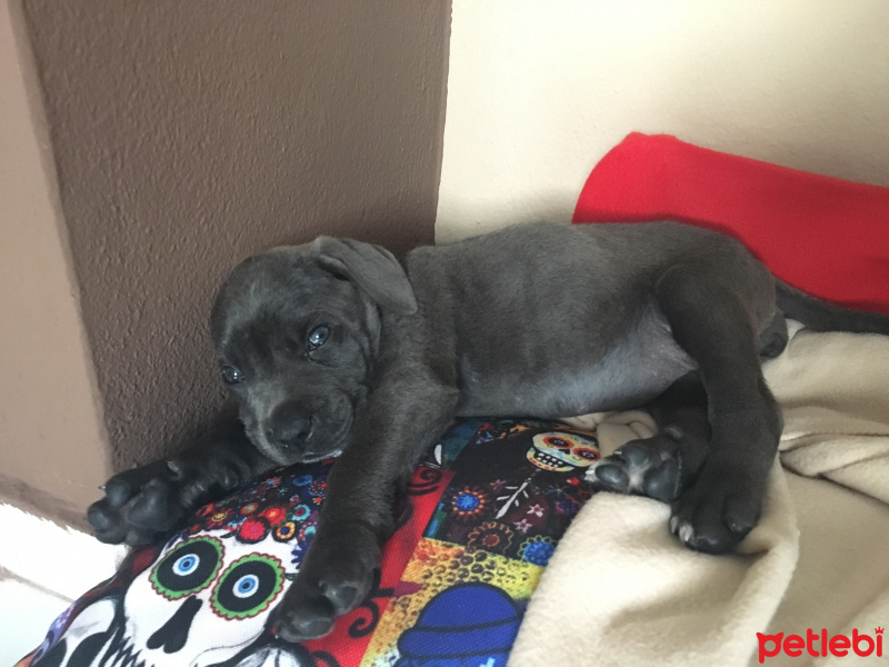 Cane Corso Italiano, Köpek  Alex fotoğrafı