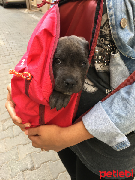 Cane Corso Italiano, Köpek  Alex fotoğrafı