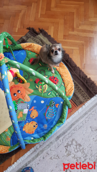 Chihuahua, Köpek  Şamata fotoğrafı