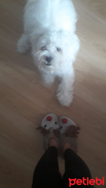 Maltese, Köpek  CESUR fotoğrafı