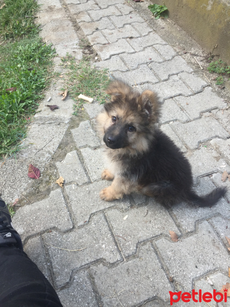 Alman Çoban Köpeği, Köpek  Fındık fotoğrafı