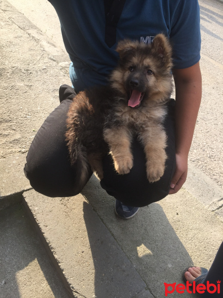 Alman Çoban Köpeği, Köpek  Fındık fotoğrafı