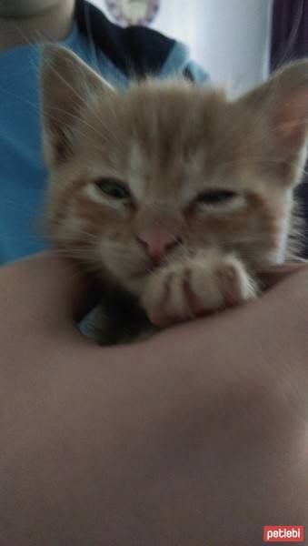 Tekir Kedi, Kedi  biber fotoğrafı