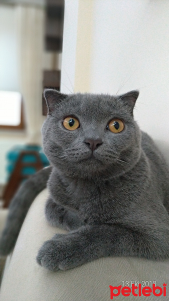 Scottish Fold, Kedi  Oscar fotoğrafı