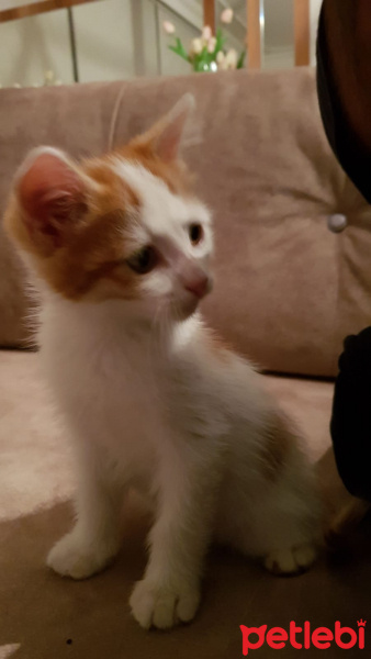 Tekir Kedi, Kedi  Garfi fotoğrafı