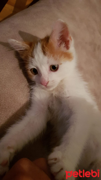 Tekir Kedi, Kedi  Garfi fotoğrafı