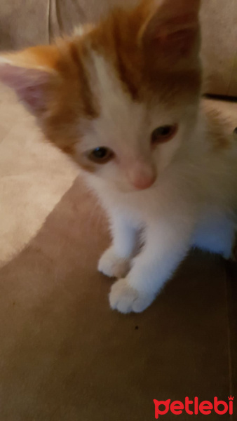 Tekir Kedi, Kedi  Garfi fotoğrafı