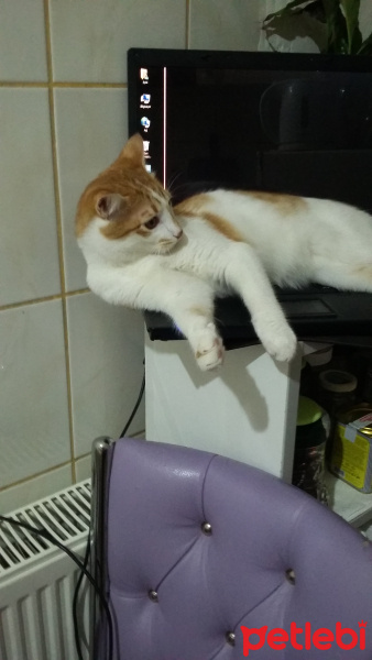 Tekir Kedi, Kedi  pamuk fotoğrafı