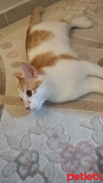 Tekir Kedi, Kedi  pamuk fotoğrafı
