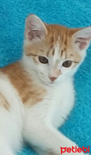 Tekir Kedi, Kedi  pamuk fotoğrafı