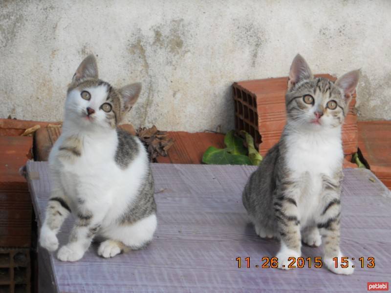 Tekir Kedi, Kedi  müezza fotoğrafı