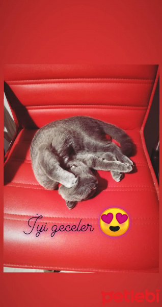 Scottish Fold, Kedi  Eyşan fotoğrafı
