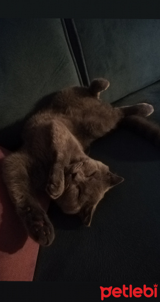 Scottish Fold, Kedi  Eyşan fotoğrafı