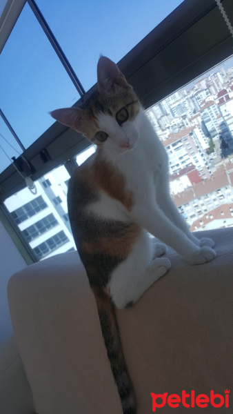Tekir Kedi, Kedi  Balım fotoğrafı