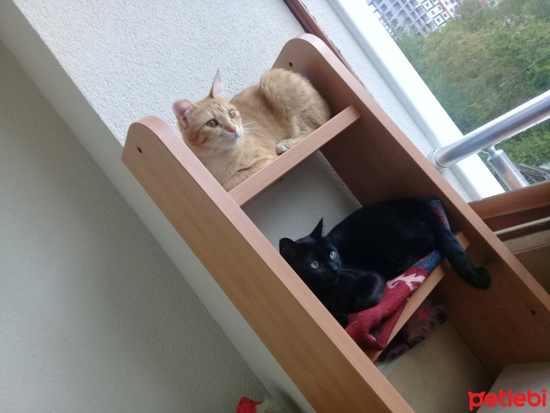 Bombay, Kedi  İsis fotoğrafı