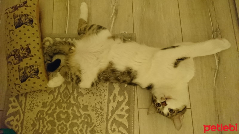 Tekir Kedi, Kedi  şımarık fotoğrafı