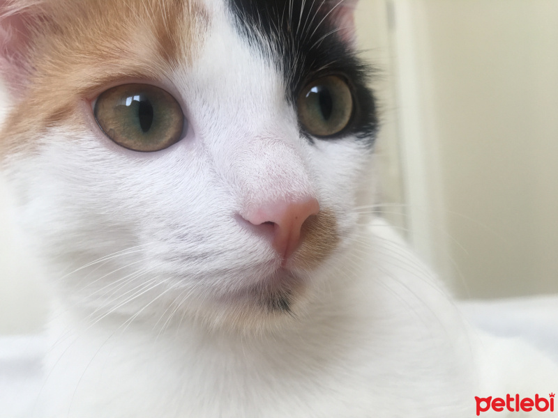 Tekir Kedi, Kedi  Lila fotoğrafı