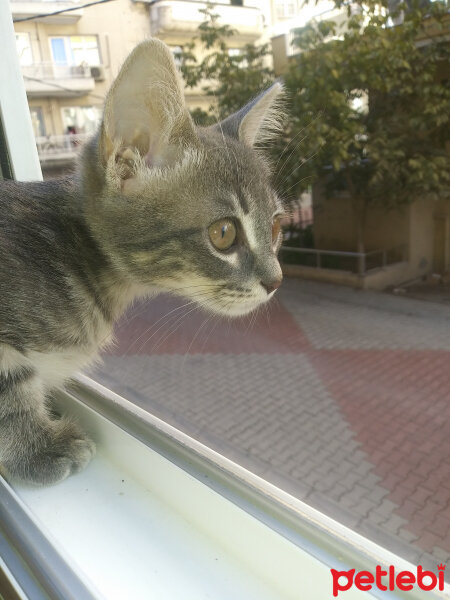 Tekir Kedi, Kedi  Eylül fotoğrafı