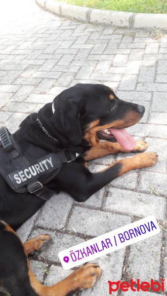 Rottweiler, Köpek  Hera fotoğrafı