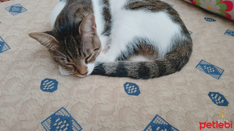 Tekir Kedi, Kedi  Prenses fotoğrafı