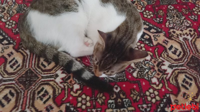 Tekir Kedi, Kedi  Prenses fotoğrafı