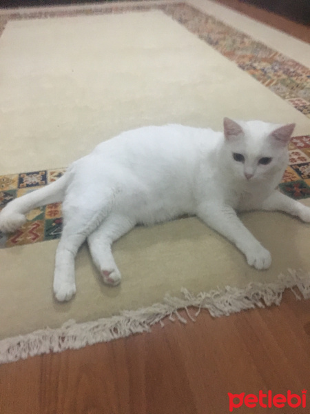 Ankara Kedisi, Kedi  Borges fotoğrafı