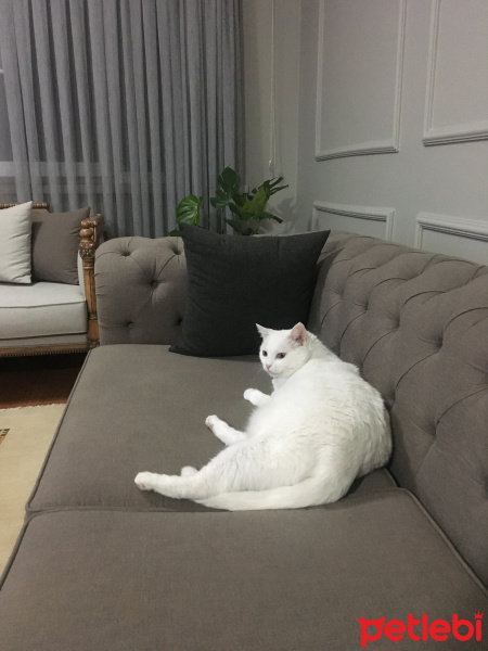 Ankara Kedisi, Kedi  Borges fotoğrafı