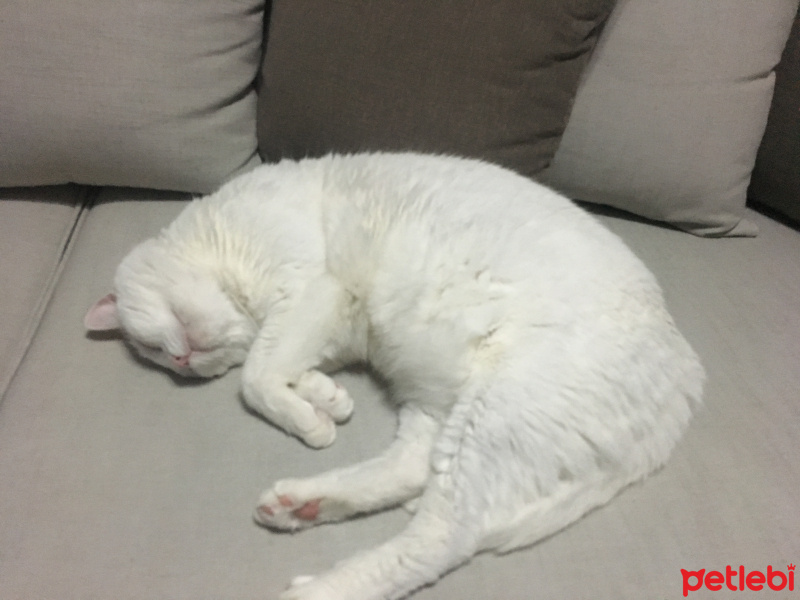 Ankara Kedisi, Kedi  Borges fotoğrafı
