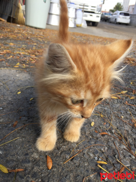 Tekir Kedi, Kedi  Minnoş ve minik fotoğrafı