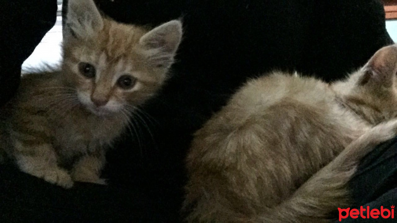 Tekir Kedi, Kedi  Minnoş ve minik fotoğrafı