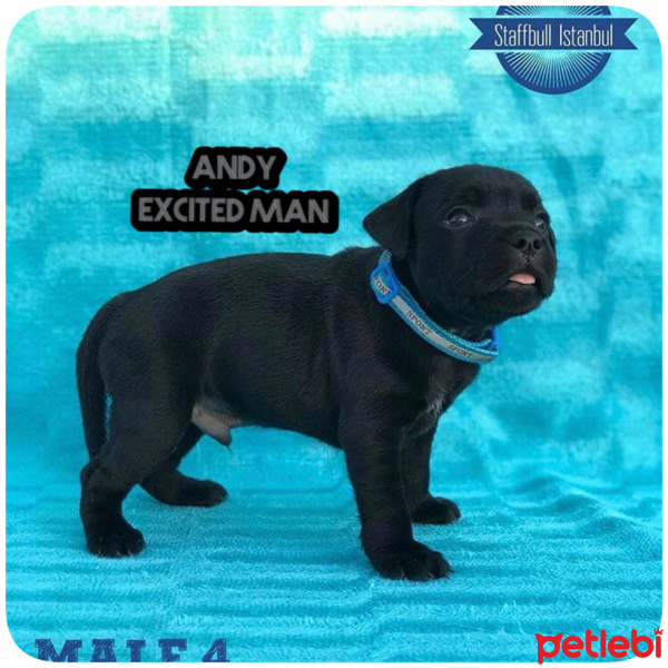 Staffordshire Bull Terrier, Köpek  Andy Excited Man fotoğrafı