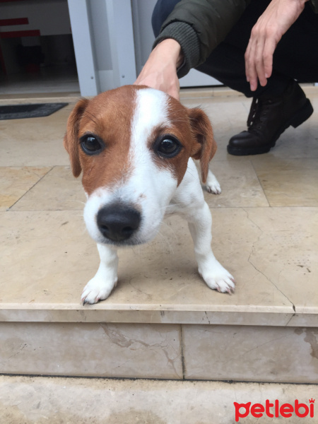Jack Russell Terrier, Köpek  Adel fotoğrafı