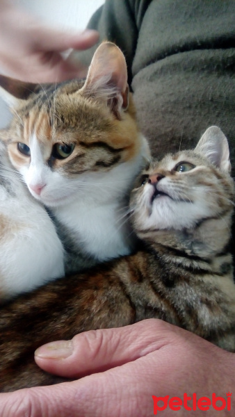 Tekir Kedi, Kedi  Boncuk fotoğrafı