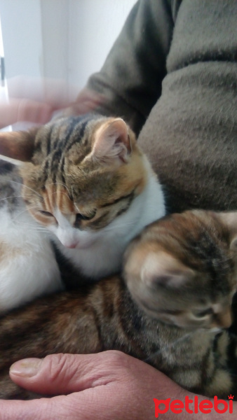 Tekir Kedi, Kedi  Boncuk fotoğrafı
