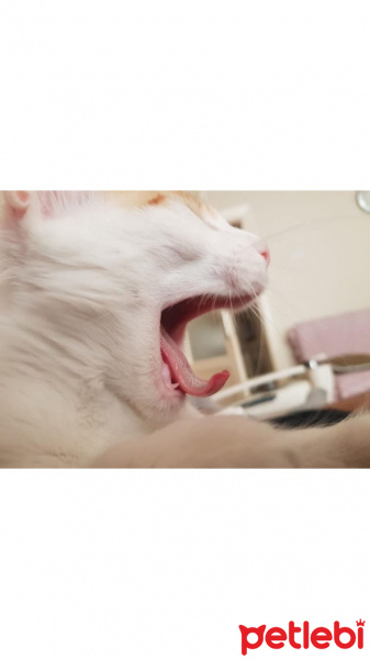 Van Kedisi, Kedi  Badem fotoğrafı