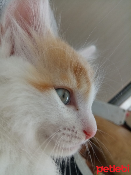 Van Kedisi, Kedi  Badem fotoğrafı