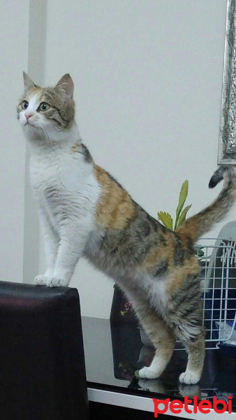 Sarman, Kedi  Kınalı fotoğrafı
