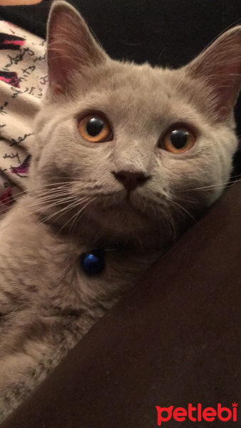 British Shorthair, Kedi  Şuşu fotoğrafı