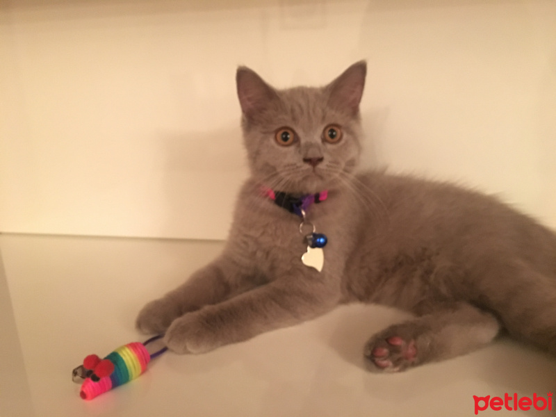 British Shorthair, Kedi  Şuşu fotoğrafı
