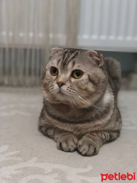 Scottish Fold, Kedi  Paşa fotoğrafı