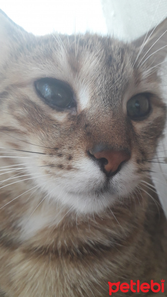 Tekir Kedi, Kedi  Minnoş fotoğrafı