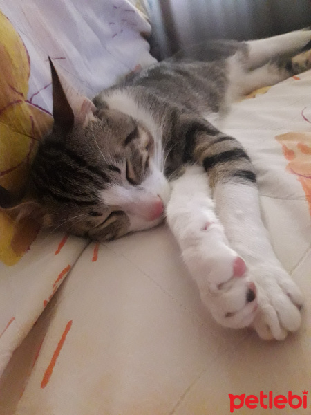 Tekir Kedi, Kedi  Leo fotoğrafı